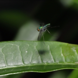 Dolichopodidae (family) at Wellington Point, QLD - 3 Apr 2022