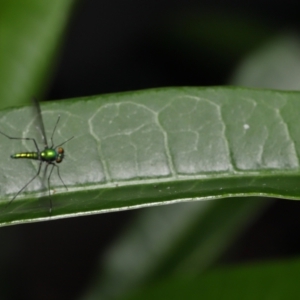 Dolichopodidae (family) at Wellington Point, QLD - 3 Apr 2022