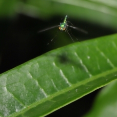 Dolichopodidae (family) at Wellington Point, QLD - 3 Apr 2022