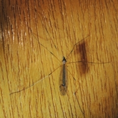 Unidentified Crane fly, midge, mosquito or gnat (several families) at Conder, ACT - 31 Dec 2021 by michaelb