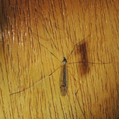 Tipulidae sp. (family) at Pollinator-friendly garden Conder - 31 Dec 2021 by michaelb