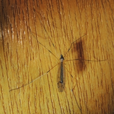Unidentified Crane fly, midge, mosquito or gnat (several families) at Conder, ACT - 31 Dec 2021 by michaelb