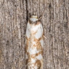 Palimmeces habrophanes (A Concealer moth) at Melba, ACT - 13 Mar 2022 by kasiaaus