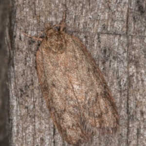 Garrha repandula at Melba, ACT - 13 Mar 2022 10:07 PM