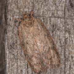 Garrha repandula (a Concealer Moth) at Melba, ACT - 13 Mar 2022 by kasiaaus