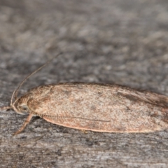 Garrha repandula at Melba, ACT - 13 Mar 2022 10:07 PM