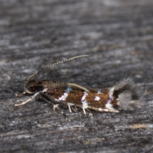 Stagmatophora argyrostrepta at Melba, ACT - 13 Mar 2022 10:19 PM