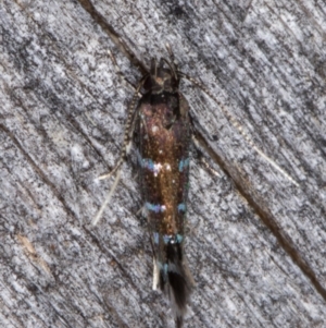 Stagmatophora argyrostrepta at Melba, ACT - 13 Mar 2022