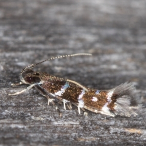 Stagmatophora argyrostrepta at Melba, ACT - 13 Mar 2022