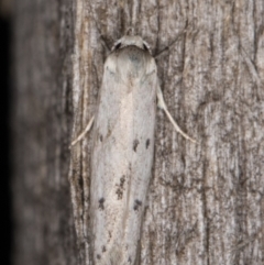 Oecophoridae provisional species 2 at Melba, ACT - 13 Mar 2022 by kasiaaus