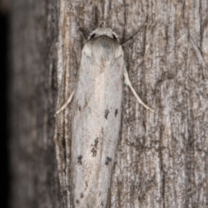 Oecophoridae provisional species 2 at Melba, ACT - 13 Mar 2022 10:20 PM