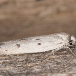 Oecophoridae provisional species 2 at Melba, ACT - 13 Mar 2022 10:20 PM