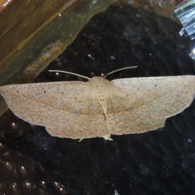 Idiodes siculoides (Straight-winged Bracken Moth) at Conder, ACT - 1 Jan 2022 by michaelb