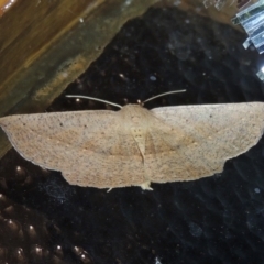 Idiodes siculoides (Straight-winged Bracken Moth) at Pollinator-friendly garden Conder1 - 1 Jan 2022 by michaelb