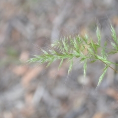 Vulpia (genus) (A Squirreltail Fescue) at Wamboin, NSW - 6 Dec 2021 by natureguy