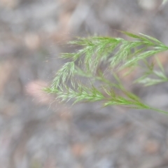 Vulpia sp. at Wamboin, NSW - 6 Dec 2021