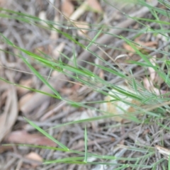 Vulpia sp. at Wamboin, NSW - 6 Dec 2021