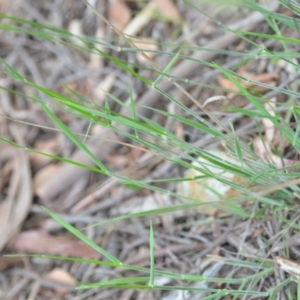 Vulpia sp. at Wamboin, NSW - 6 Dec 2021