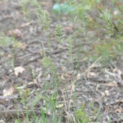 Vulpia sp. at Wamboin, NSW - 6 Dec 2021