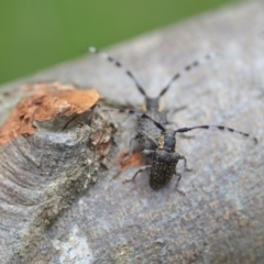 Ancita sp. (genus) (Longicorn or longhorn beetle) at QPRC LGA - 6 Dec 2021 by natureguy