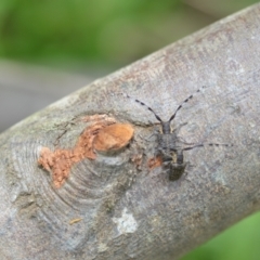 Ancita sp. (genus) at Wamboin, NSW - 6 Dec 2021