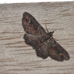 Chloroclystis filata (Filata Moth, Australian Pug Moth) at Wamboin, NSW - 7 Dec 2021 by natureguy