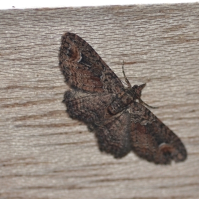 Pasiphilodes testulata (Pome looper) at Wamboin, NSW - 7 Dec 2021 by natureguy