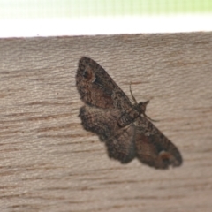 Chloroclystis filata at Wamboin, NSW - 7 Dec 2021