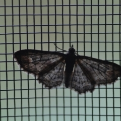 Chloroclystis filata at Wamboin, NSW - 7 Dec 2021