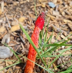 Phallus rubicundus (Phallus rubicundus) at Gilmore, ACT - 22 Apr 2022 by Ormaylo