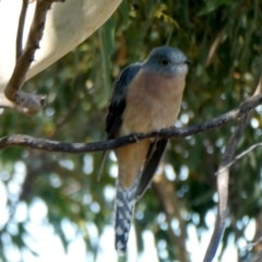 Cacomantis flabelliformis (Fan-tailed Cuckoo) at Googong, NSW - 22 Apr 2022 by Wandiyali