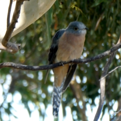 Cacomantis flabelliformis (Fan-tailed Cuckoo) at QPRC LGA - 22 Apr 2022 by Wandiyali