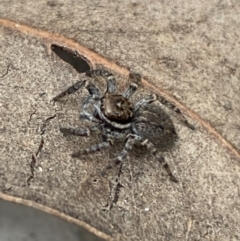 Maratus griseus (Jumping spider) at Jerrabomberra, NSW - 22 Apr 2022 by SteveBorkowskis