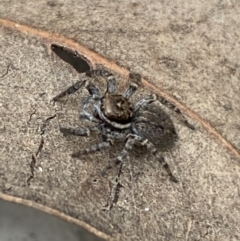 Maratus griseus (Jumping spider) at Mount Jerrabomberra QP - 22 Apr 2022 by SteveBorkowskis