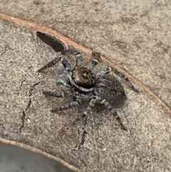 Unidentified Jumping & peacock spider (Salticidae) (TBC) at Jerrabomberra, NSW - 22 Apr 2022 by Steve_Bok