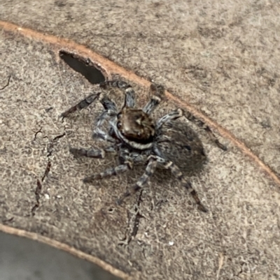 Maratus griseus (Jumping spider) at Jerrabomberra, NSW - 22 Apr 2022 by Steve_Bok
