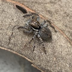 Maratus griseus at Jerrabomberra, NSW - 22 Apr 2022 12:35 PM