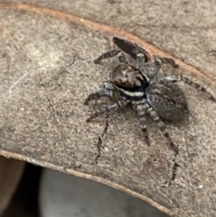 Maratus griseus at Jerrabomberra, NSW - 22 Apr 2022