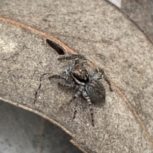 Maratus griseus at Jerrabomberra, NSW - 22 Apr 2022