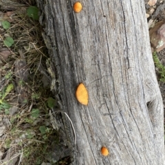 Trametes coccinea (Scarlet Bracket) at Mount Jerrabomberra - 22 Apr 2022 by Steve_Bok