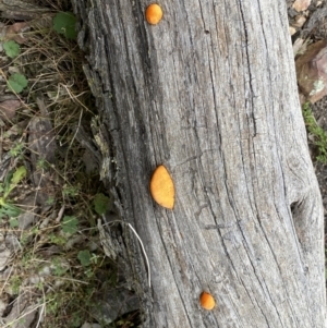 Trametes coccinea at Jerrabomberra, NSW - 22 Apr 2022 12:28 PM