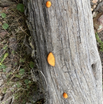 Trametes coccinea (Scarlet Bracket) at QPRC LGA - 22 Apr 2022 by Steve_Bok