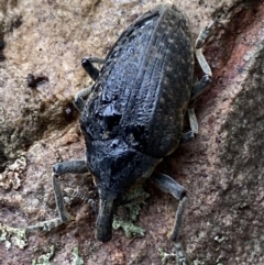 Larinus latus (Onopordum seed weevil) at Mount Jerrabomberra - 22 Apr 2022 by Steve_Bok