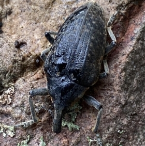 Larinus latus at Jerrabomberra, NSW - 22 Apr 2022 12:21 PM