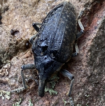 Larinus latus (Onopordum seed weevil) at QPRC LGA - 22 Apr 2022 by Steve_Bok