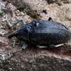 Larinus latus at Jerrabomberra, NSW - 22 Apr 2022 12:21 PM