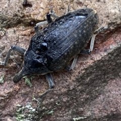 Larinus latus at Jerrabomberra, NSW - 22 Apr 2022