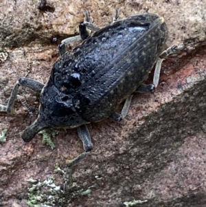 Larinus latus at Jerrabomberra, NSW - 22 Apr 2022 12:21 PM