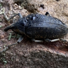 Larinus latus at Jerrabomberra, NSW - 22 Apr 2022 12:21 PM