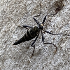 Boreoides subulatus (Wingless Soldier Fly) at Mount Jerrabomberra QP - 22 Apr 2022 by Steve_Bok